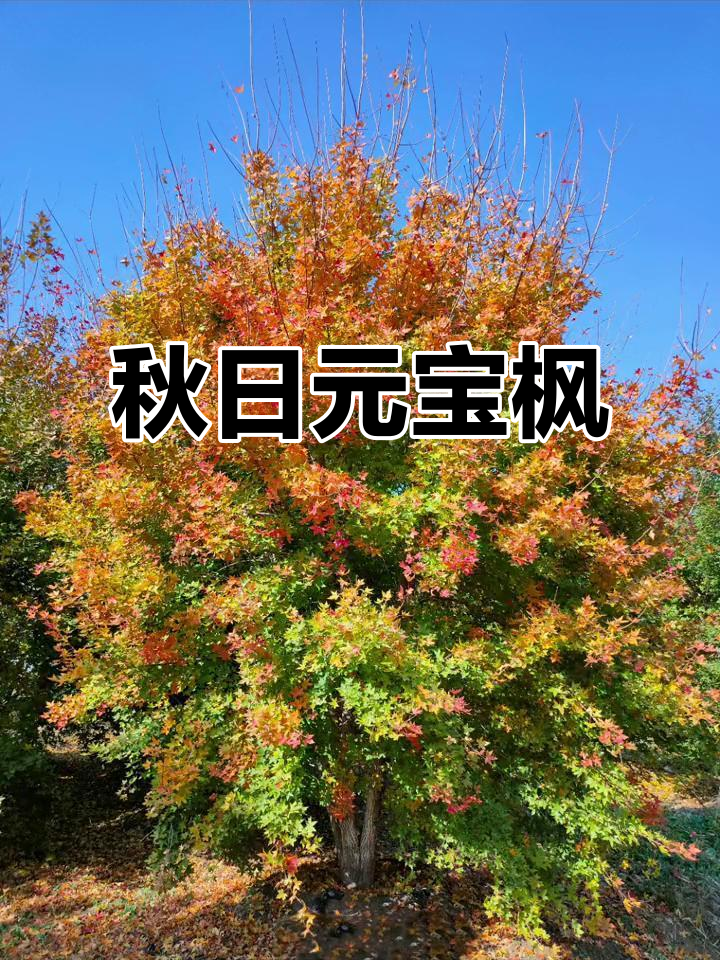 元宝枫