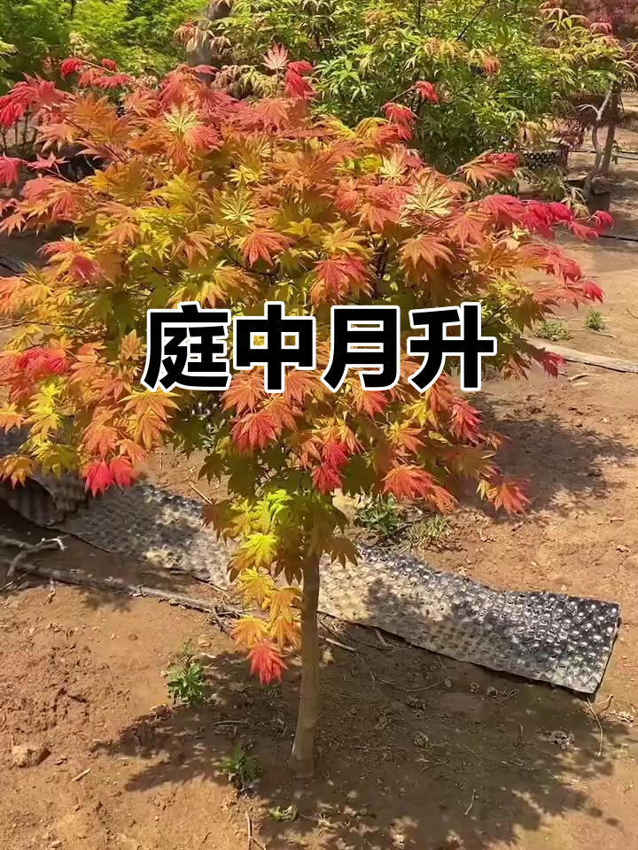 庭中月升